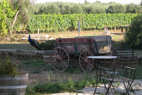 Katakolon Tour to Mercouri Winery and Vineyards 