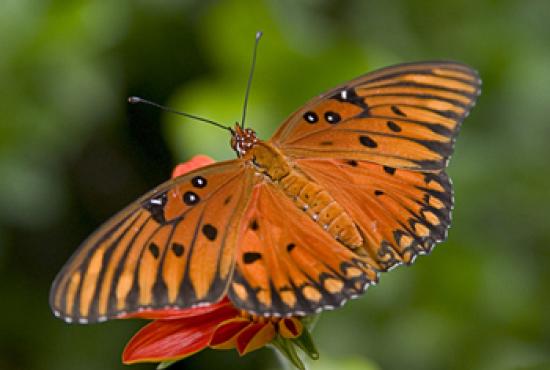 orange-butterfly-gulf-fritillary-21302443.jpg