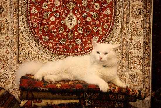 selcuk_carpet_cat.jpg