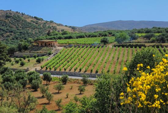 Exploring Crete -  Archanes, Peza Winery, Arolithos - A taste of Minoan Crete