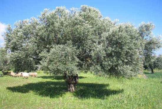 Tour to Eva Ouzo distillery, Terriade &amp; Theofilos museums.  