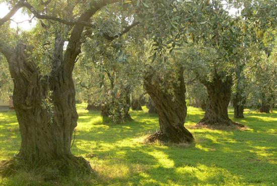 Lesvos/Mytilini- Tour to Agiassos Village &amp; Terriade Museum