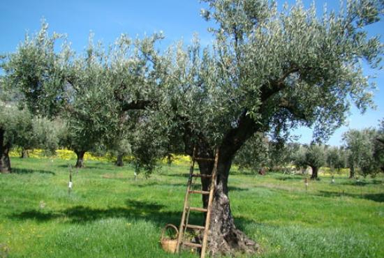 Tour to Terriade’s museum ,  Agiasos Village &amp; Ouzo distillery 