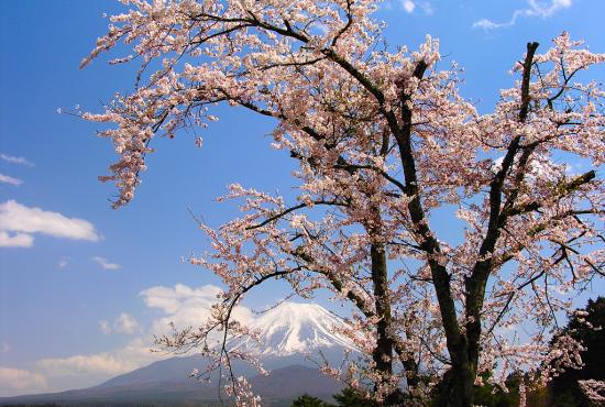 Almond tree in Agiassos Village