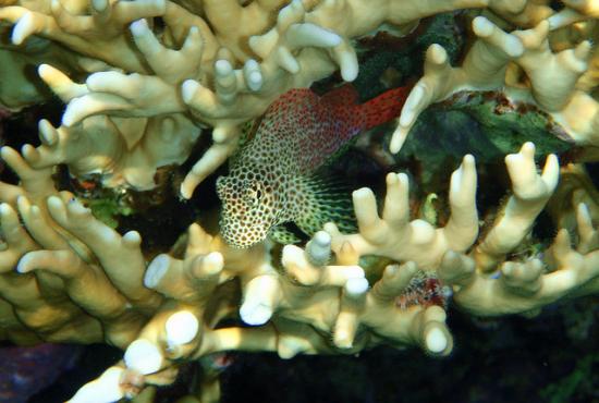 Hurghada port-Snorkeling at Safaga