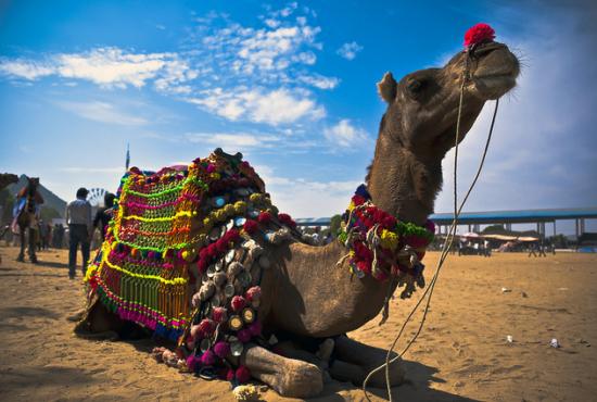 Sokhna port-Camel and Jeep Safari