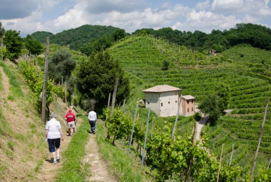 Tuscan Countryside and Wine Tasting