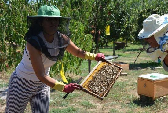 Honey Farm visit in Olympia with honey tasting 