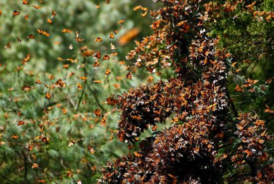 monarchs-in-mexico.jpg