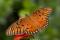 orange-butterfly-gulf-fritillary-21302443.jpg