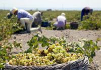 Santorini tour: Akrotiri , Santo Wines Winery and Fira