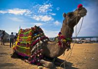 Sokhna port-Camel and Jeep Safari