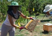 Honey Farm visit in Olympia with honey tasting 